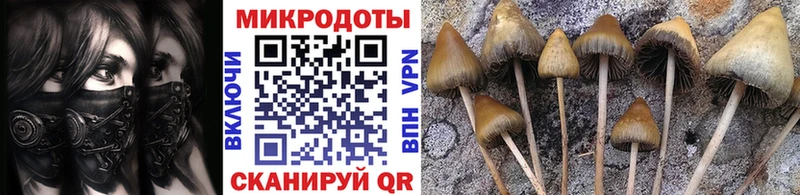 Псилоцибиновые грибы Psilocybe Гдов